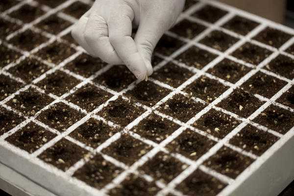 Что сеять на рассаду в феврале. Особенности раннего посева