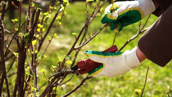 Болезни смородины - 6 серьезных инфекций, методы профилактики и борьбы с ними