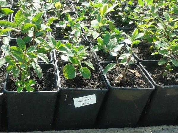 Жимолость: советы по выбору саженцев, посадке и уходу