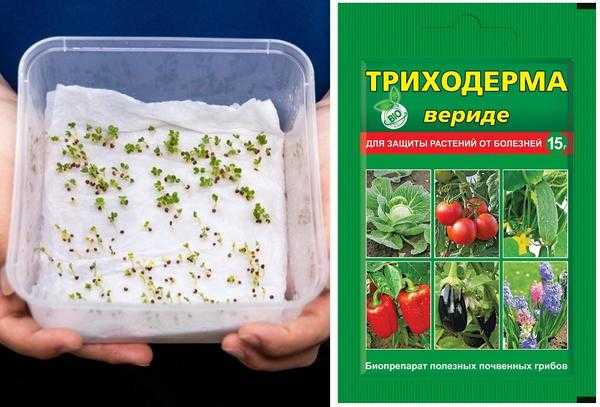 Что нельзя делать неправильно при посадке рассады и что у вас есть под рукой. Весенняя аптечка для рассады