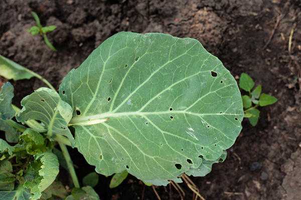 5 проблем с прорастанием семян после пересадки: как помочь растениям