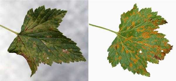 Болезни смородины - 6 серьезных инфекций, методы профилактики и борьбы с ними