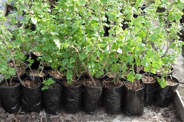 Болезни смородины - 6 серьезных инфекций, методы профилактики и борьбы с ними