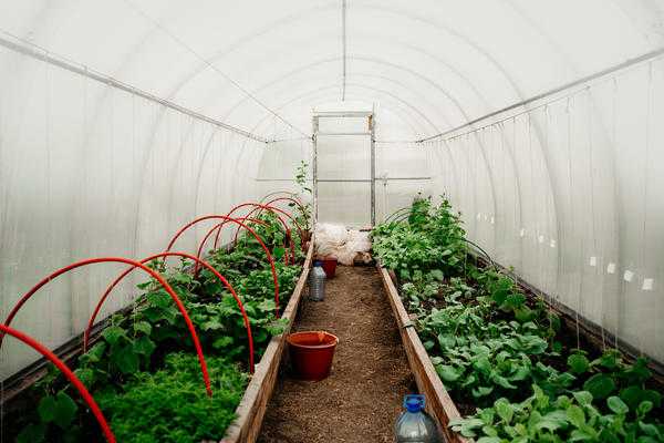 Теплица для детей младшего возраста: строить новую или улучшать старую?