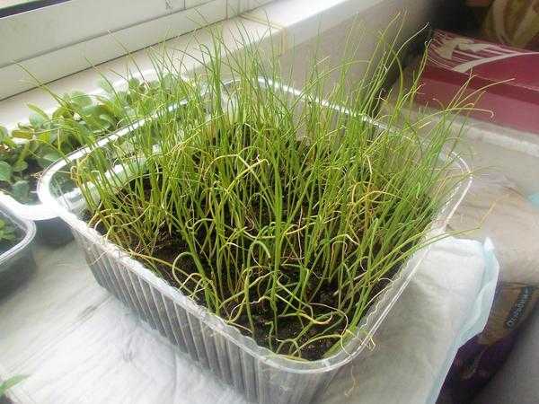 Что сеять на рассаду в феврале. Особенности раннего посева