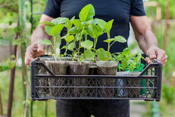 Посадка рассады в поле и теплицу: как подготовить растения и почву