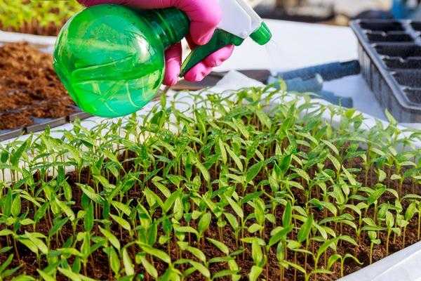 Что необходимо иметь под рукой при высадке рассады. Комплект пружин для проращивания