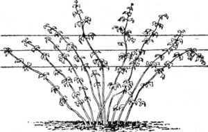 Малина: советы по выращиванию, посадке, обрезке и уходу для различных сортов.