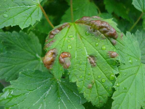 Болезни смородины - 6 серьезных инфекций, методы профилактики и борьбы с ними