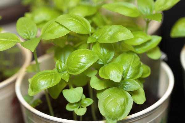 Что сеять на рассаду в феврале. Особенности раннего посева