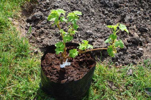 Болезни смородины - 6 серьезных инфекций, методы профилактики и борьбы с ними