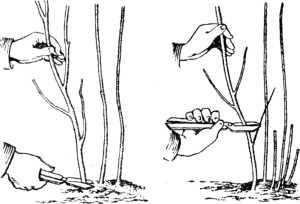 Малина: советы по выращиванию, посадке, обрезке и уходу для различных сортов.