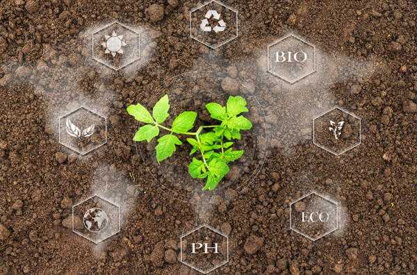 Зачем растениям нужны аминокислоты. 5 Причин для улучшения питания