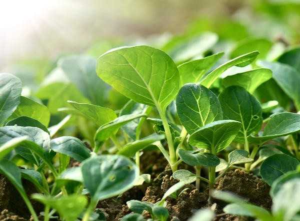 Посев семян - классическая и естественная технология