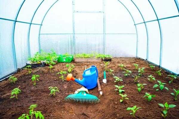 Посадка рассады в грунт и теплицу: как подготовить растения и почву