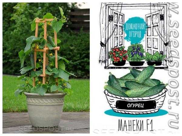 До весны еще далеко: 10 сортов огурцов для выращивания на окне.