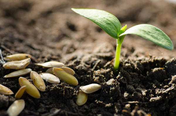 Посев семян - классическая и естественная технология