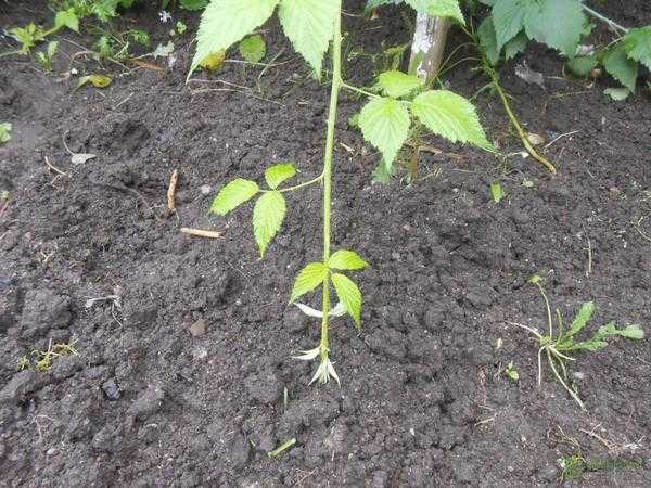 Черная малина Камберленд: преимущества и недостатки сорта