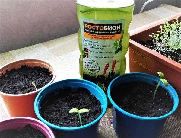 Овощные огороды на окне: что нужно для выращивания овощей и зелени в домашних условиях?