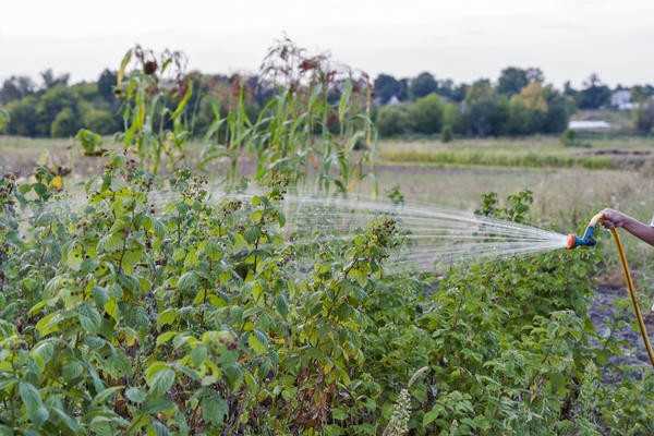 Малина: советы по выращиванию, посадке, обрезке и уходу для различных сортов.