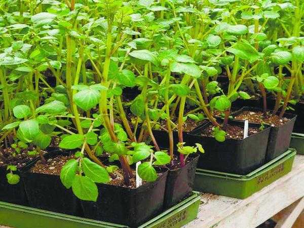 Что сеять на рассаду в феврале. Особенности раннего посева