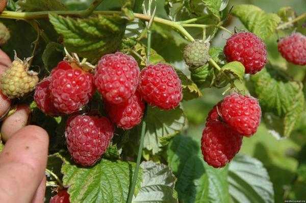 Малина: советы по выращиванию, посадке, обрезке и уходу для различных сортов.