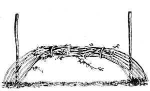 Малина: советы по выращиванию, посадке, обрезке и уходу для различных сортов.
