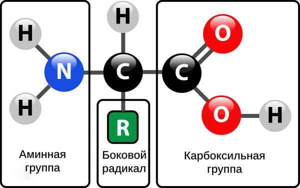 Зачем растениям нужны аминокислоты. 5 Причин для улучшения питания