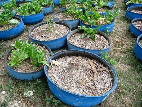 Интересные дизайны клумб