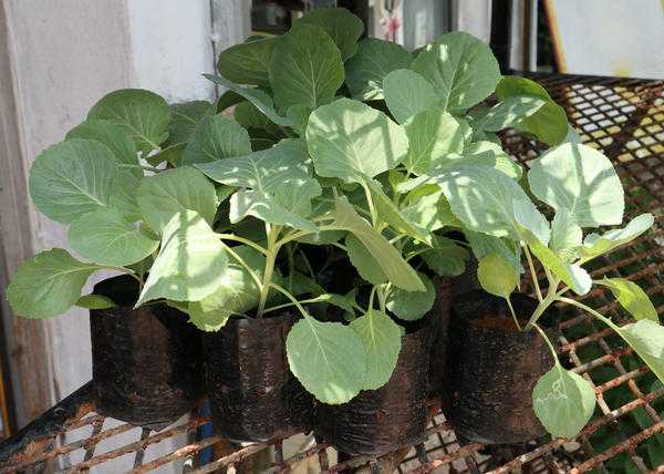 Посадка рассады в грунт и теплицу: как подготовить растения и почву