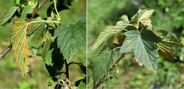Болезни смородины - 6 серьезных инфекций, методы профилактики и борьбы с ними