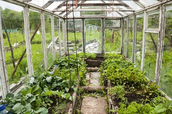 Теплица для детей младшего возраста: строить новую или совершенствовать старую?