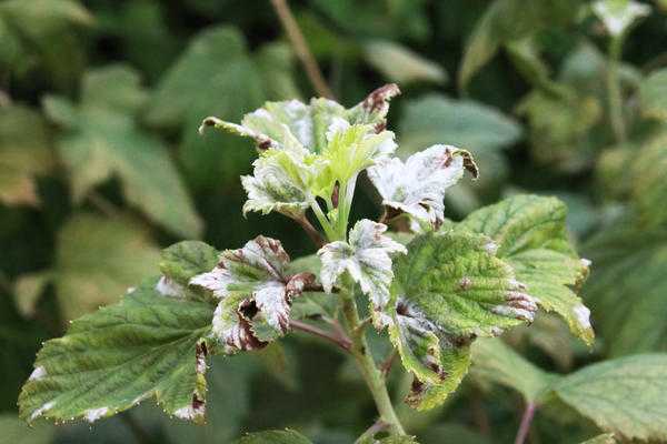 Болезни смородины - 6 опасных инфекций, методы профилактики и борьбы с ними