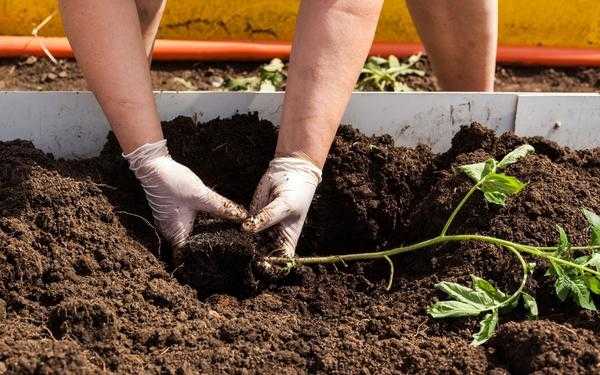 Что необходимо иметь под рукой при посадке рассады. Комплект пружин для проращивания