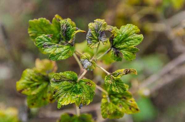 Болезни смородины - 6 опасных инфекций, методы профилактики и борьбы с ними