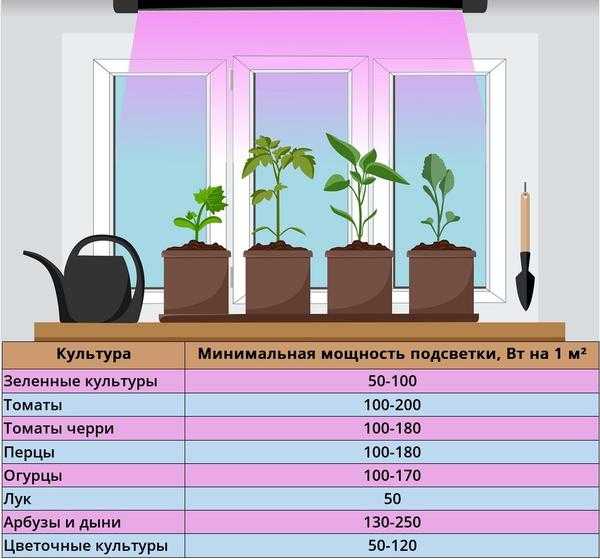 Овощной сад на окне - что нужно для выращивания овощей и зелени в домашних условиях