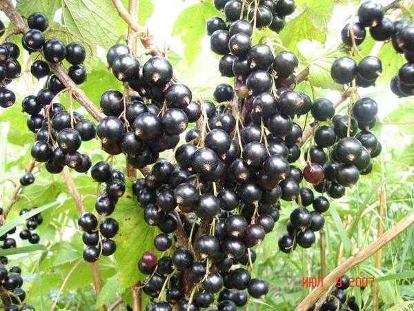 Посадка и уход за черной смородиной. Сорта черной смородины. Видео: Как правильно обрезать черную смородину.