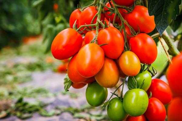 Зачем растениям нужны аминокислоты. 5 причин улучшить свое питание