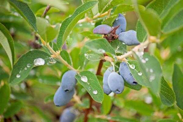Жимолость: выбор саженцев, советы по посадке и уходу