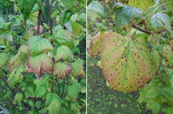 Болезни смородины - 6 серьезных инфекций, методы профилактики и борьбы с ними