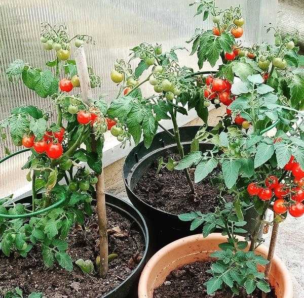 Овощеводческое окно: что нужно для выращивания овощей и трав дома?