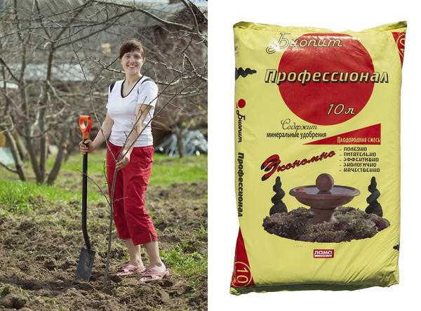 Фруктовые деревья: график посадки и внесения удобрений