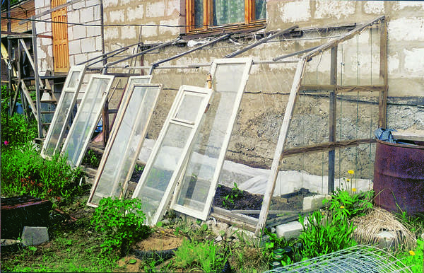 Настенная оранжерея ручной работы из старых оконных рам