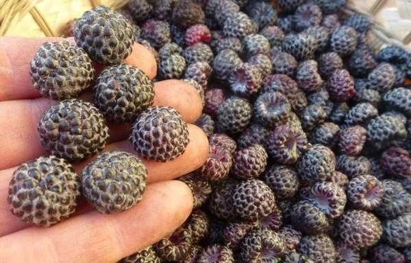 Черная малина Камберленд: преимущества и недостатки сорта