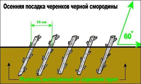 Посадка и уход за черной смородиной. Сорта черной смородины. Видео: Как правильно обрезать черную смородину.