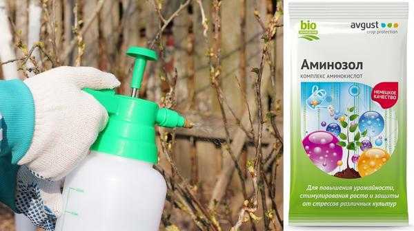 Болезни смородины - 6 серьезных инфекций, методы профилактики и борьбы с ними