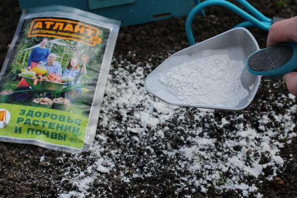 Посадка рассады в грунт и теплицу: как подготовить растения и почву