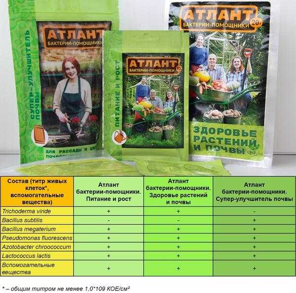 Посадка рассады в грунт и теплицу: как подготовить растения и почву