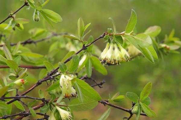Жимолость: выбор саженцев, советы по посадке и уходу