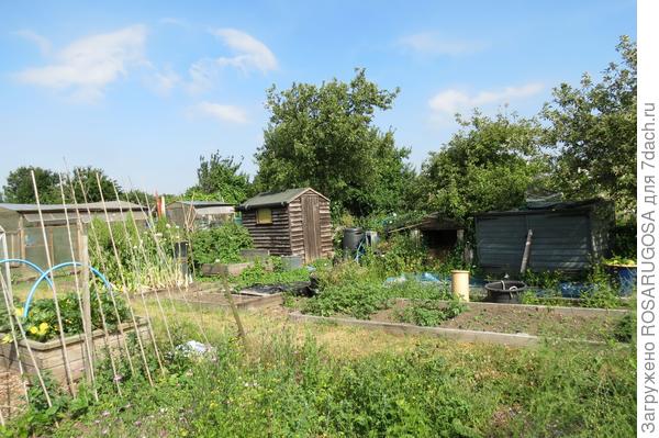 Как победить сорняки: приемы агротехники, гарантирующие успех